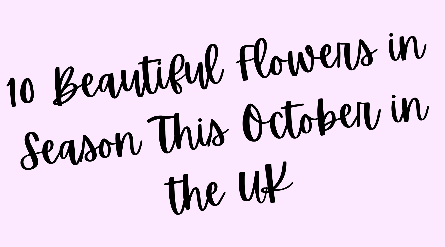 10 Beautiful Flowers in Season This October in the UK Eternal Blossom