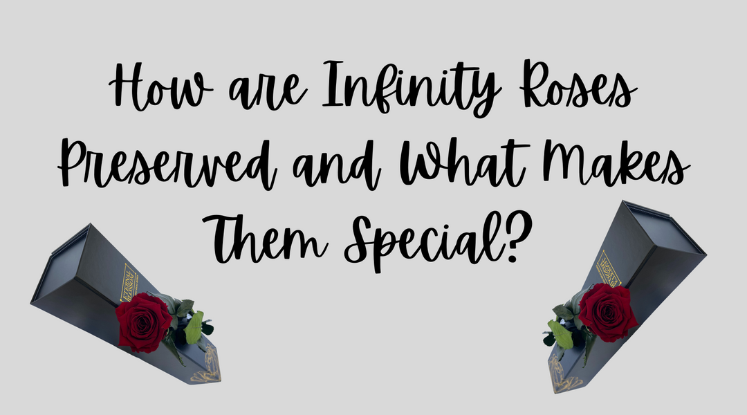 How are Infinity Roses Preserved and What Makes Them Special?