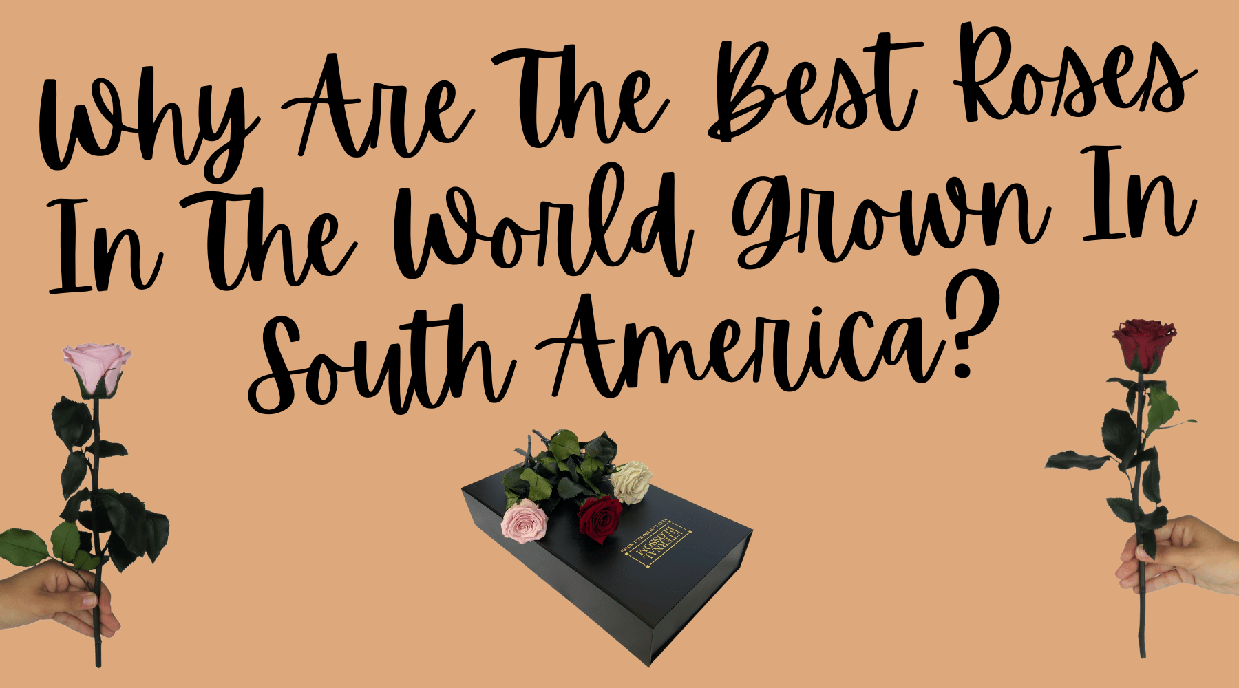 Why are the best roses in the world grown in South America