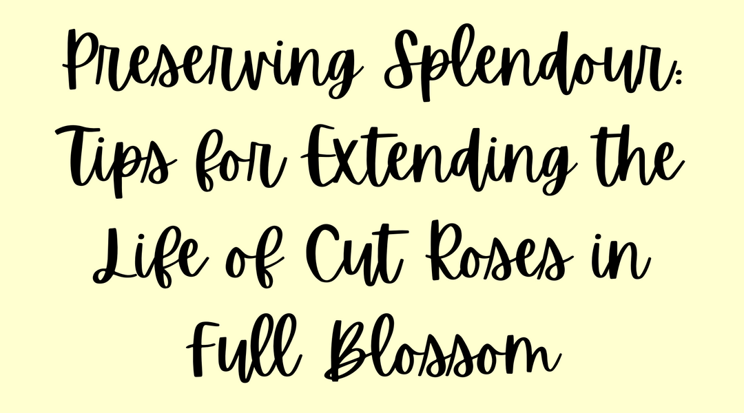 Preserving Splendour: Tips for Extending the Life of Cut Roses in Full Blossom