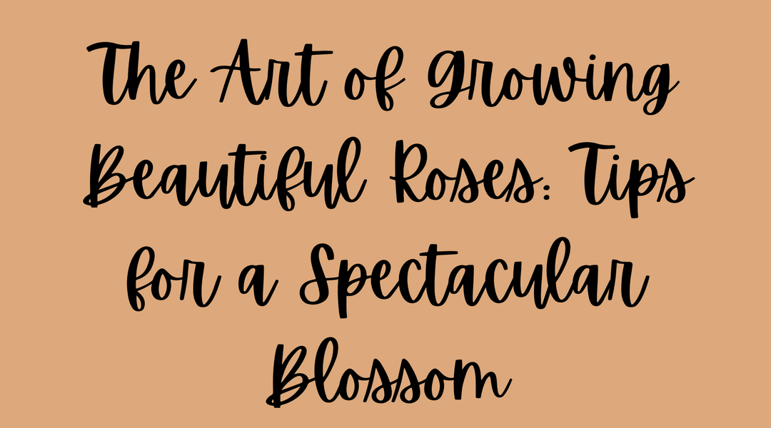 The Art of Growing Beautiful Roses: Tips for a Spectacular Blossom