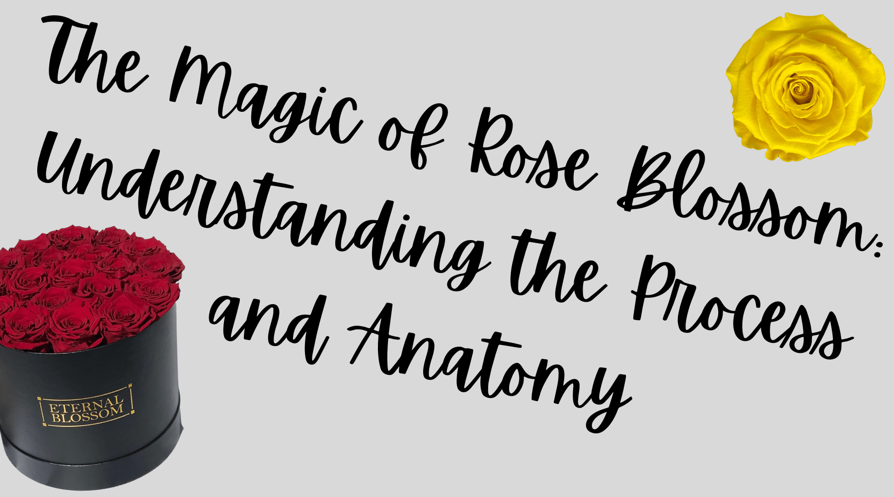 Eternal Rose Process The Magic of Rose Blossom: Understanding the Process and Anatomy ...