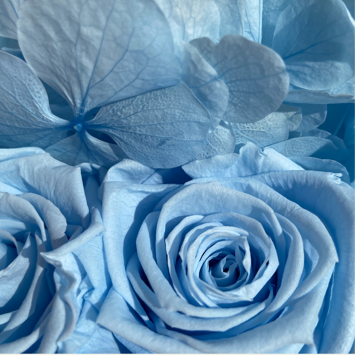 Medium Round Blossom Box - Infinity Roses & Hydrangeas