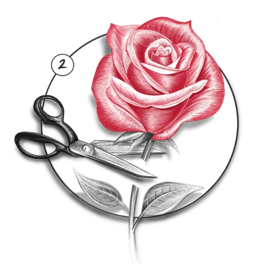 Eternal Roses Steps How do Eternal Roses Last So Long? Find Out Here... – Eternal Blossom