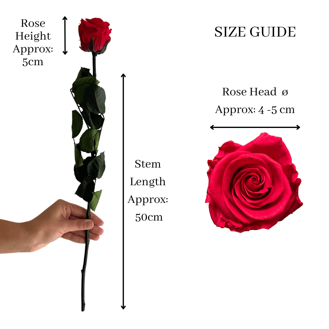 The Dozen - Extra Long Stem Year Lasting Infinity Roses