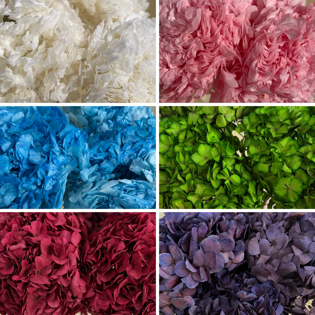 Preserved Hydrangea Bunch - Year Lasting Real Hydrangea