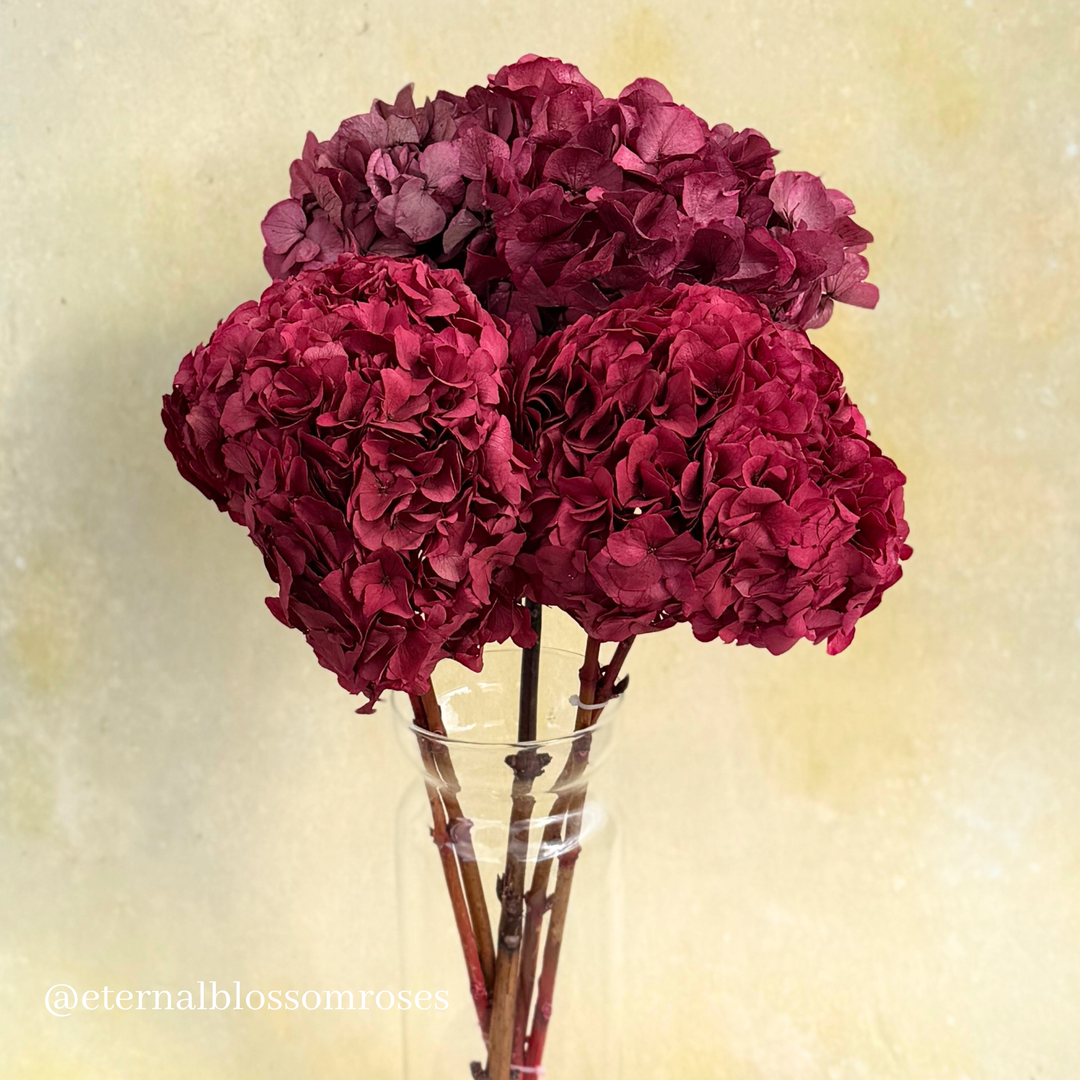 Preserved Hydrangea Bunch - Year Lasting Real Hydrangea