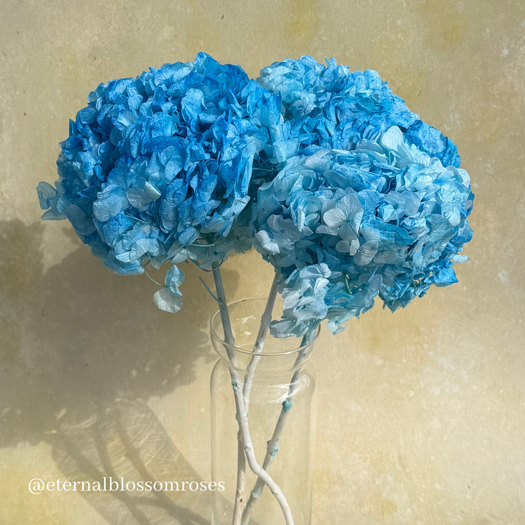 Preserved Hydrangea Bunch - Year Lasting Real Hydrangea