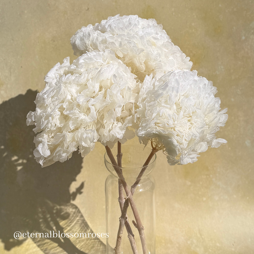 Preserved Hydrangea Bunch - Year Lasting Real Hydrangea