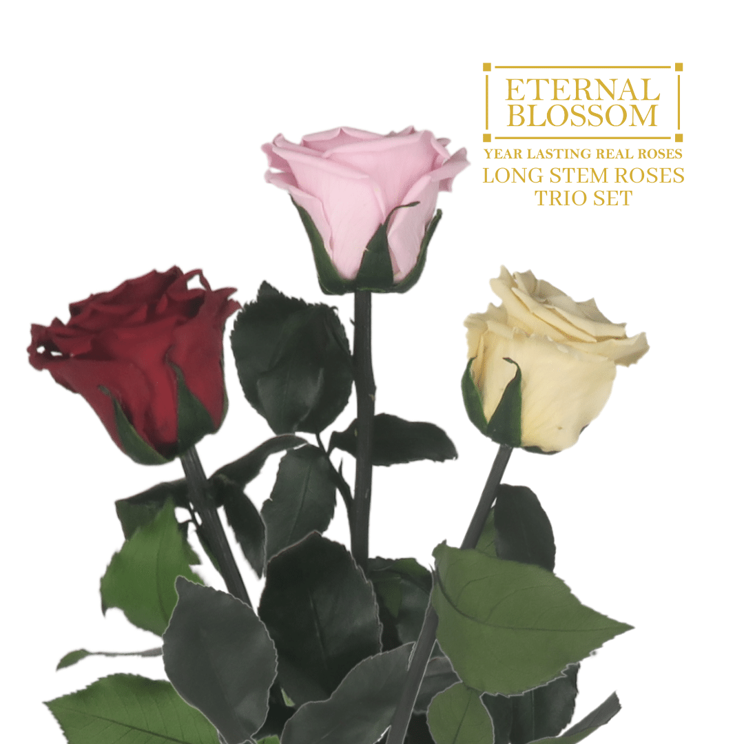 Trio of Long Stem Roses - Year Lasting Infinity Roses